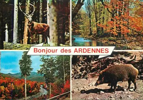 Belgium Ardennes wildlife several views