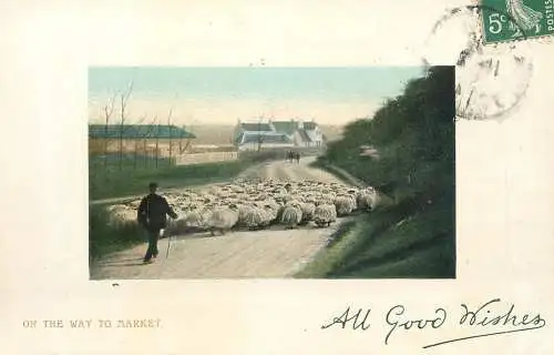 Rural types and scenes shepherd with sheep flock on the way to market