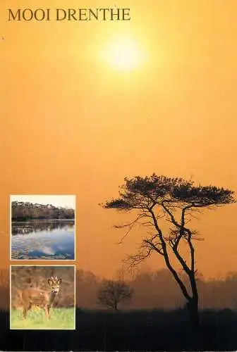 Netherlands Mooi Drenthe animals