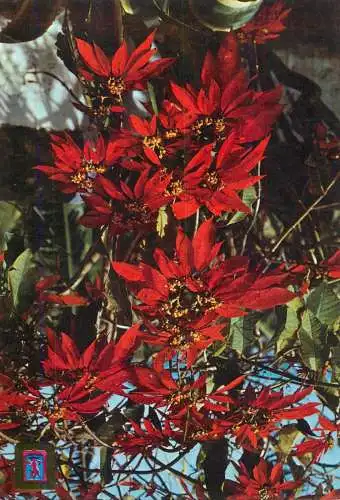 Spain Tenerife flower of Pascus