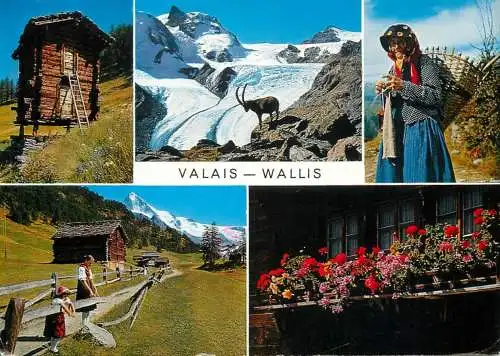 Switzerland Valais goat