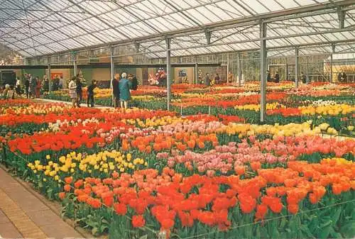 Netherlands Keukenhof Lisse tulip scene
