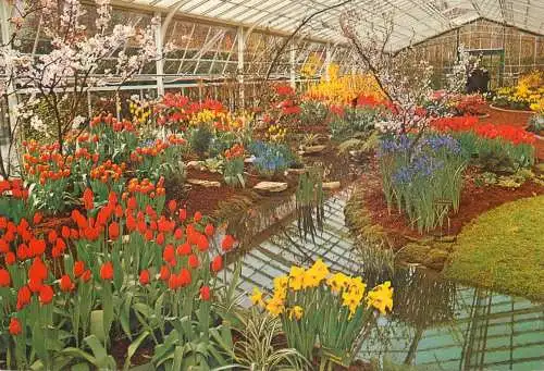 Netherlands Keukenhof Lisse tulip scene
