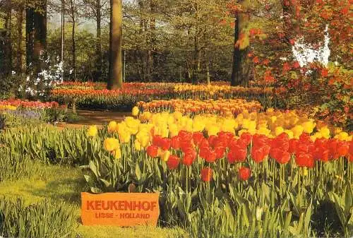 Netherlands Keukenhof Lisse tulip scene