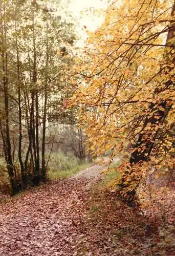 Belgium De Bunt, Hamme