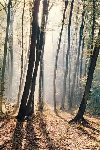 Belgium Ardennes forest