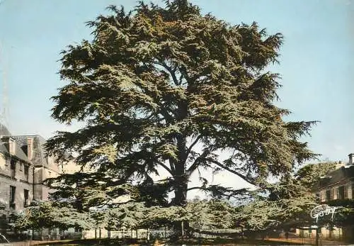 France Tours cedre du Liban