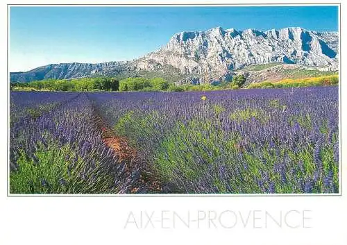 France Aix en Provence lavender field le massif de la Sainte Victoire