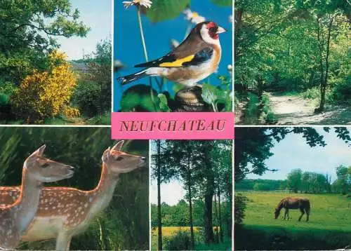 Belgium Neufchateau animals