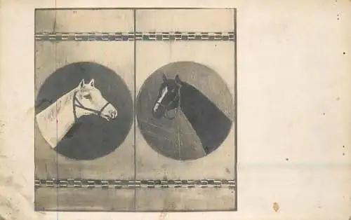 Photography horses vintage postcard chevals