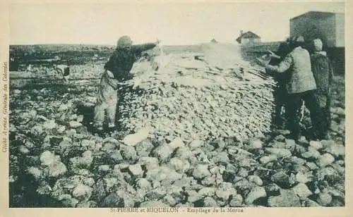 cpa St-Pierre-et-Miquelon - Empilage de la Morue