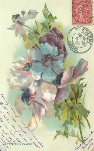 Anemones Fulgens 1906