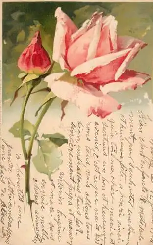 Klein, Catharina rose 1904