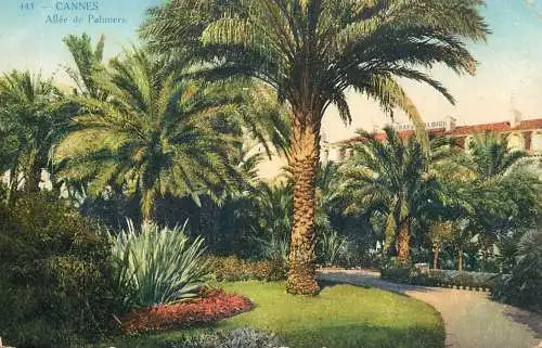 cpa France Cannes Allee de palmiers