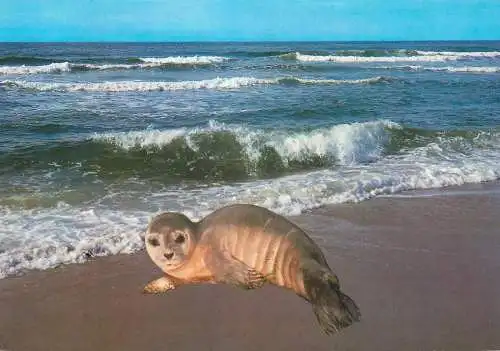 Nordseeinsel Sylt seal