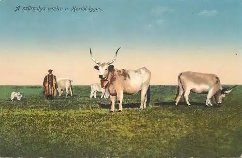 Hungary Hortobagyi cows vaches