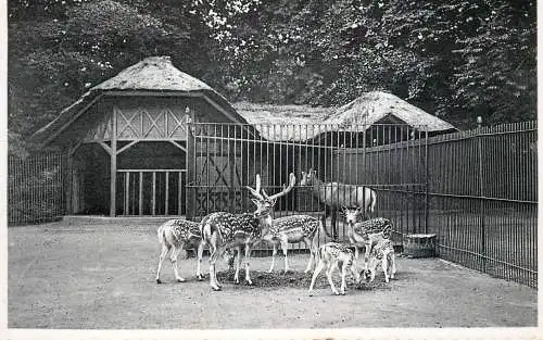 Belgium Antwerpen zoo garden deer