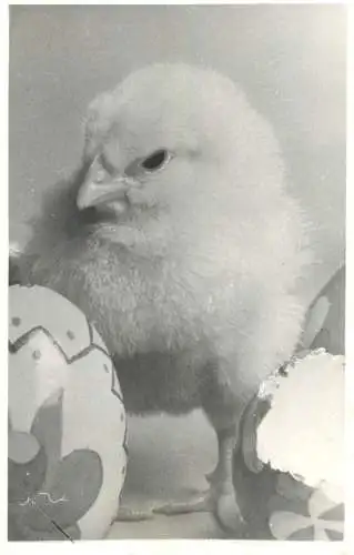 Holiday postcard chicks egg Easter