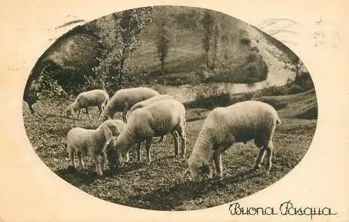 Postcard Easter scene sheep flock