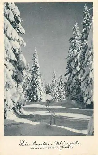 Postcard forest landscape in winter New Year