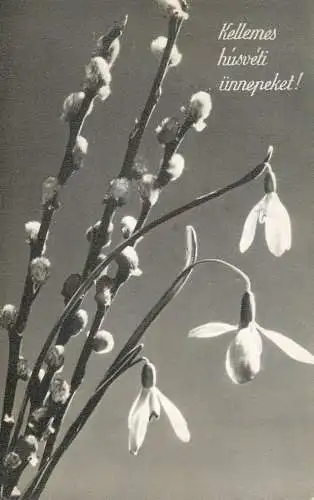 Postcard fine arts painting Easter snowdrop