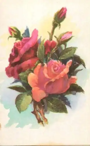 Postcard flowers pink rose painting