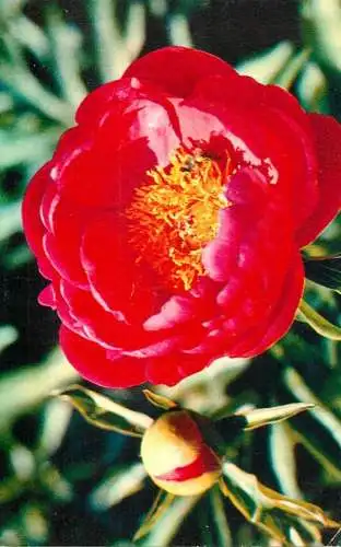 Postcard flowers red poppey