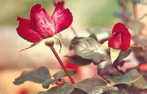 Postcard flowers pink 1977