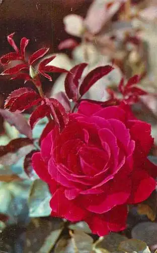 Postcard flowers pink
