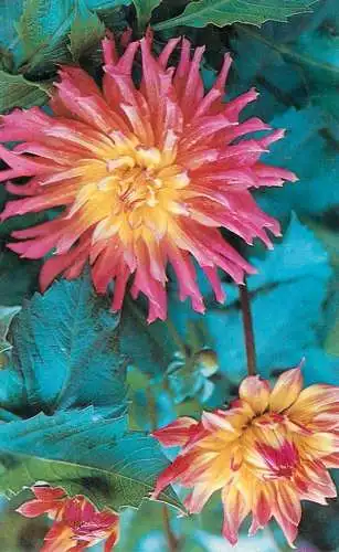 Postcard flowers pink 1976