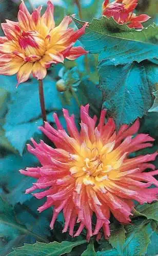 Postcard flowers pink yellow Russia