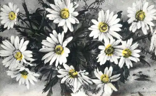 Postcard flower daisy Hungary