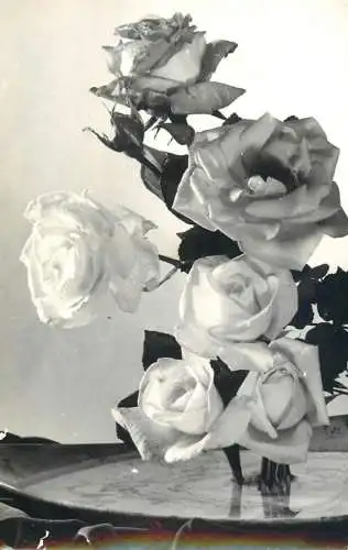 Postcard flower roses