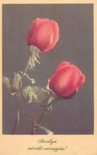 POstcard flower rose Hungary
