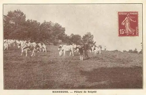 Mandeure (Doubs) -  Pature de Soignie vaches