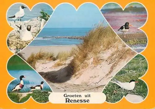 The Netherlands Renesse beach wild duck seagull