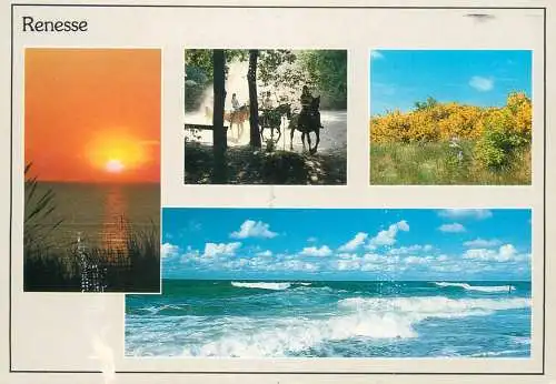 The Netherlands Renesse waves horses bush