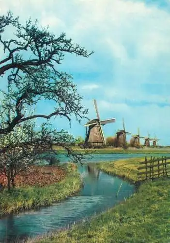 Windmill Holland De Overwaard Kinderdijk cows
