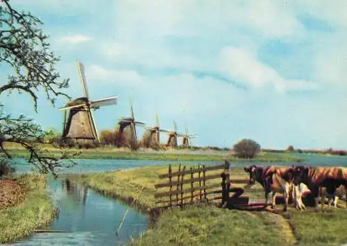 Windmill Holland De Overwaard Kinderdijk cows