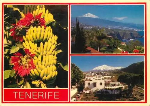 Spain Islas Canarias Tenerife bananas