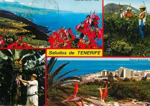 Spain Islas Canarias Tenerife bananas grapes