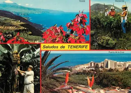 Spain Islas Canarias Tenerife bananas grapes