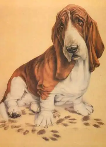Dog sorry by Andrew Farley postcard