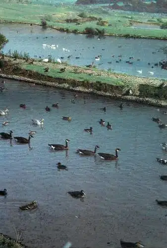Birds ducks Washington Waterfowl Park postcard