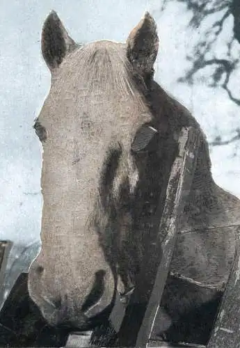 Horse cheval Pferd postcard