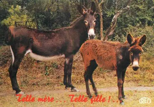 Donkeys postcard, France
