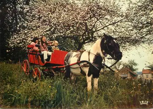 Horse cart - auberge et relais equestre promenades a poney et a cheval environs de Gueret - Le Maupuy, France