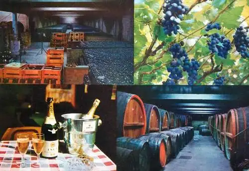 Postcard wine cellar ISCA Caves Overijse