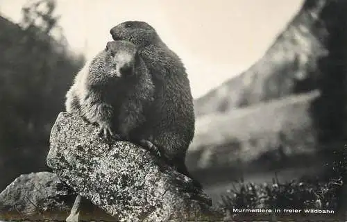 Marmots wildlfe animal types