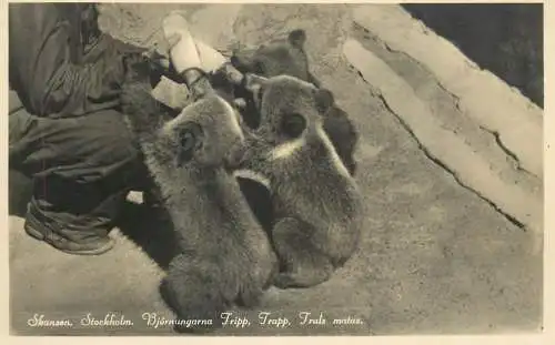 Sweden Stockholm bear cubs being fed at the animal shelter